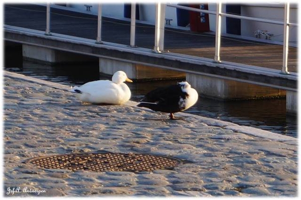 Antwerpen, 't Eilandje, Cadixwijk, Eenden,