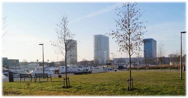 Antwerpen, 't Eilandje, Cadixwijk, Bomen