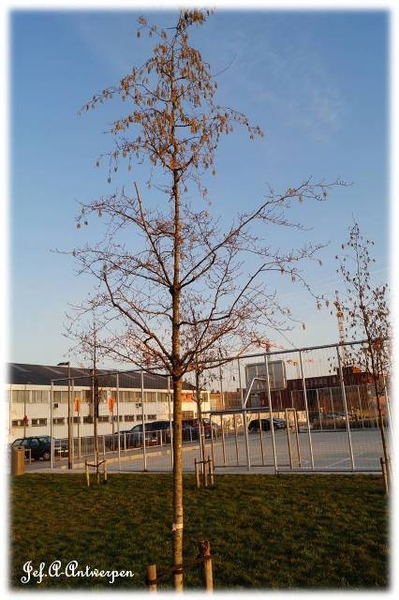 Antwerpen, 't Eilandje, Cadixwijk, Bomen