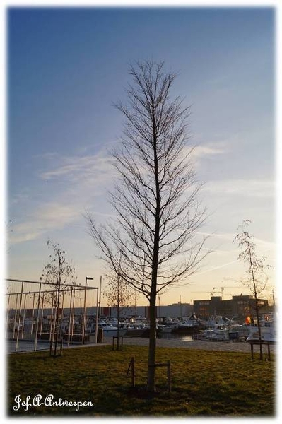 Antwerpen, 't Eilandje, Cadixwijk, Bomen