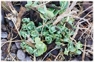 Planten Binnenvaartstraat.