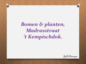 Bomen & planten, Madrasstraat ‘t Kempischdok.