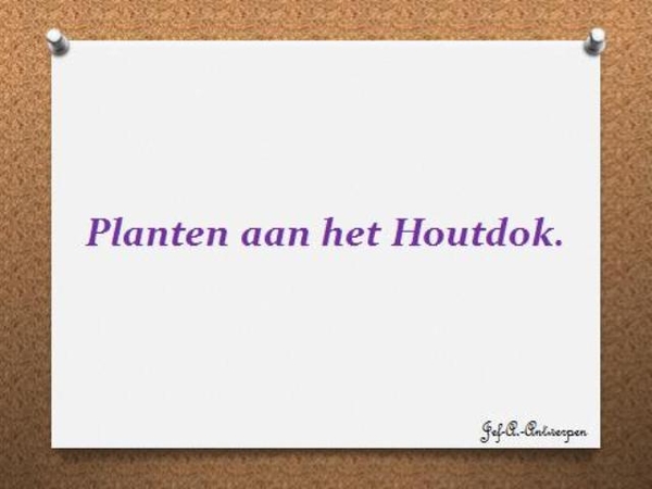 Planten aan het Houtdok.