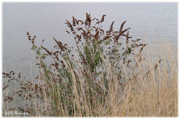 Antwerpen, 't Eilandje, Cadixwijk, Planten