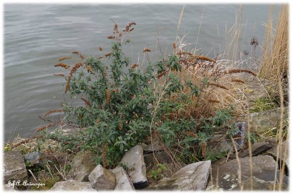 Antwerpen, 't Eilandje, Cadixwijk, Planten