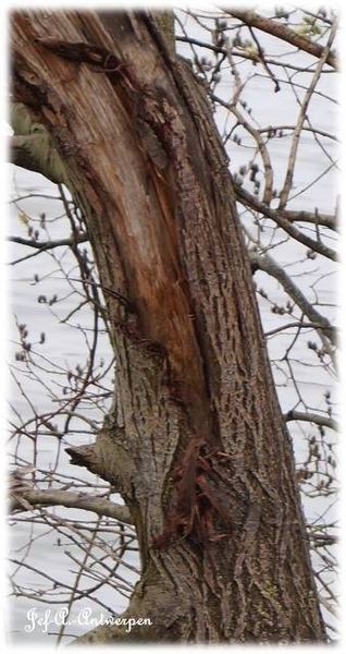 Antwerpen, 't Eilandje, Cadixwijk, Bomen, Boomknoest