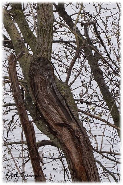 Antwerpen, 't Eilandje, Cadixwijk, Bomen, Boomknoest