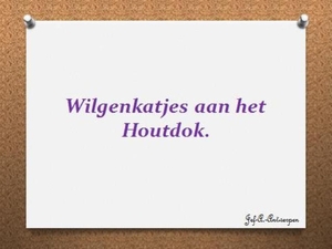 Wilgenkatjes aan het Houtdok.