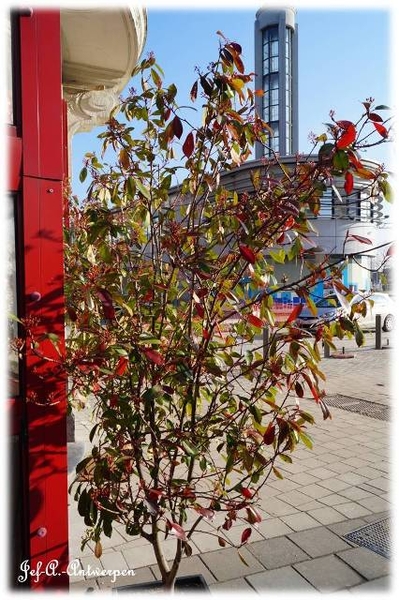 Antwerpen, 't Eilandje, Cadixwijk, Planten