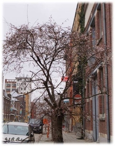 Napelsstraat.