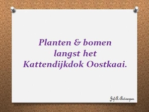 Planten & bomen langst het Kattendijkdok Oostkaai.