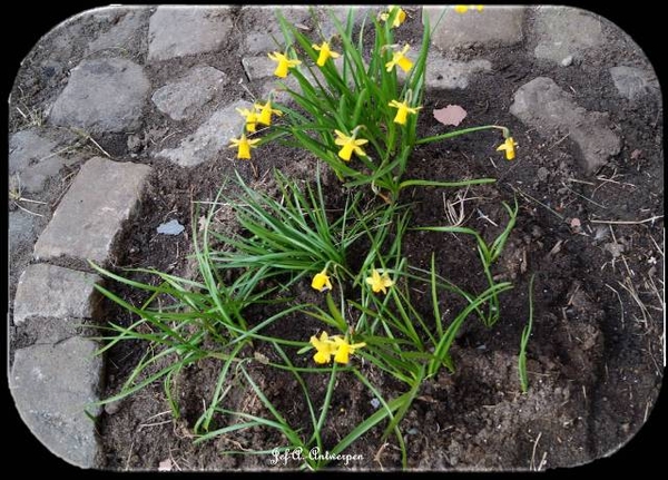 Antwerpen, 't Eilandje, Cadixwijk, Paasbloemen