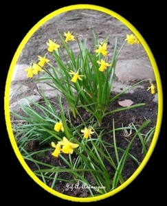 Paasbloemen, Kattendijkdok Oostkaai.