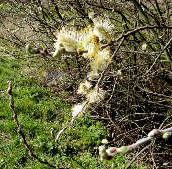 wilgenkatjes...
