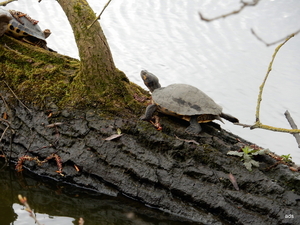 15- schildpadjes...