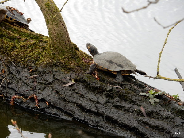 15- schildpadjes...