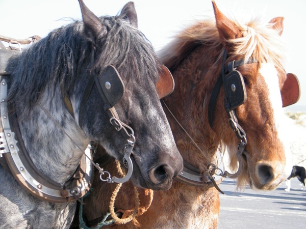 paardenvissers oostduinkerke