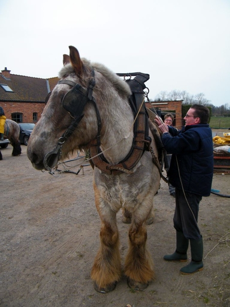 paardenvissers oostduinkerke