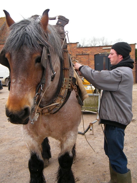 paardenvissers oostduinkerke