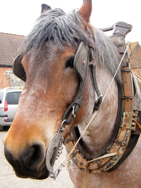 paardenvissers oostduinkerke