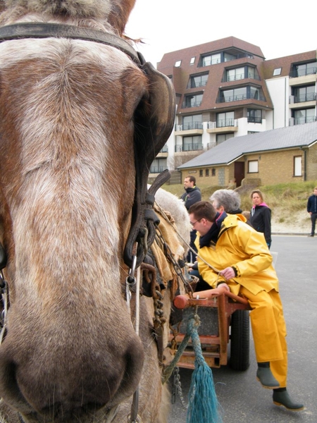 paardenvissers oostduinkerke