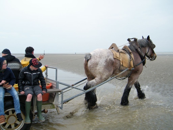 paardenvissers oostduinkerke