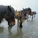 2016_04_02 Oostduinkerke 066