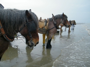 2016_04_02 Oostduinkerke 066