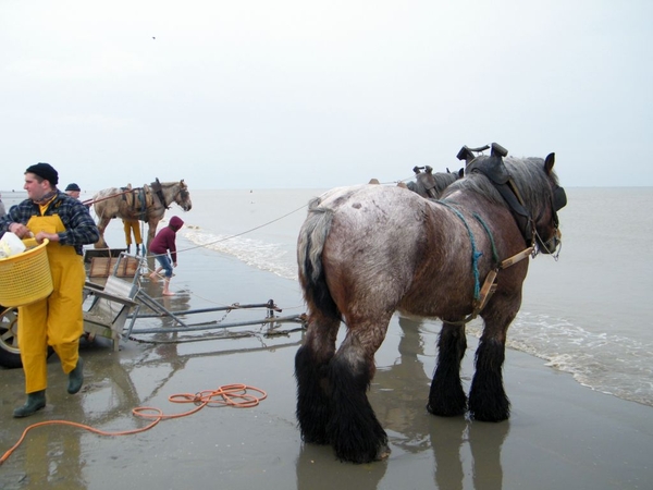 paardenvissers oostduinkerke