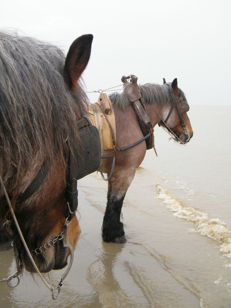 paardenvissers oostduinkerke