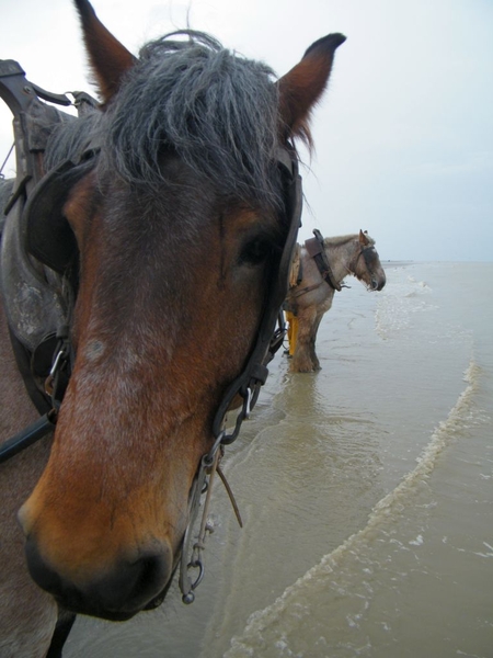 2016_04_02 Oostduinkerke 069