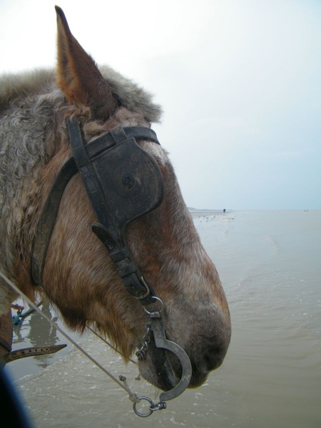 paardenvissers oostduinkerke