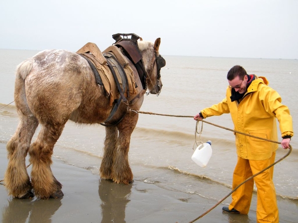 paardenvissers oostduinkerke