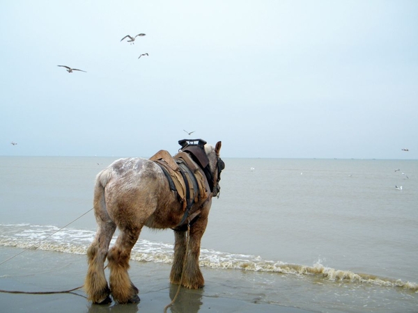 paardenvissers oostduinkerke