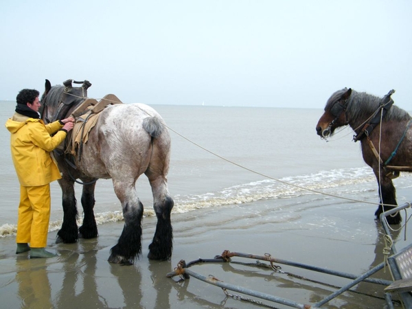 paardenvissers oostduinkerke