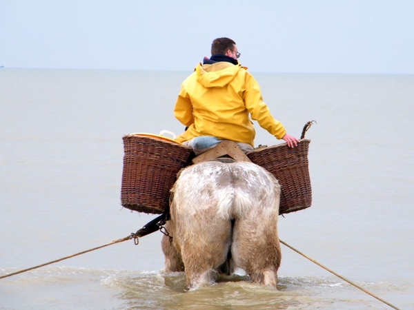 paardenvissers oostduinkerke