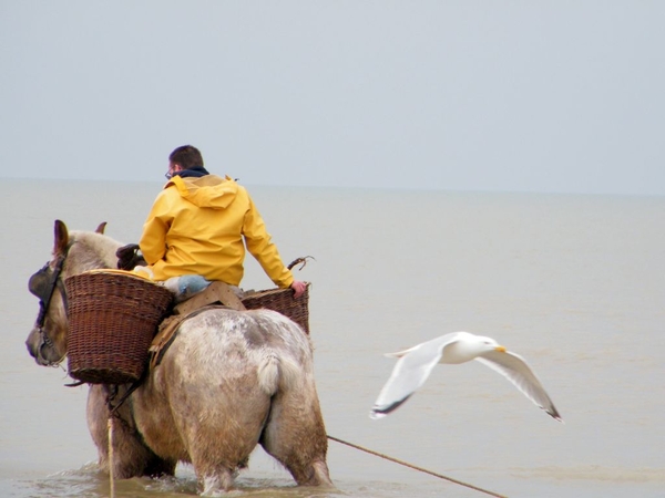 paardenvissers oostduinkerke