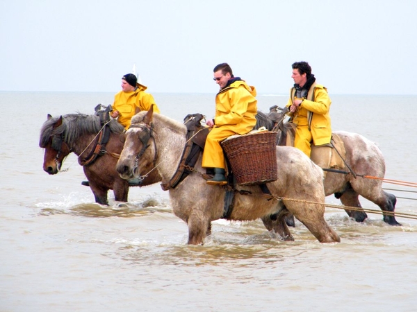 paardenvissers oostduinkerke