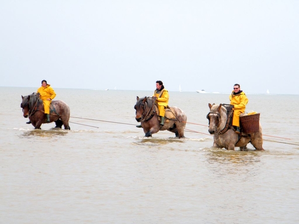 paardenvissers oostduinkerke