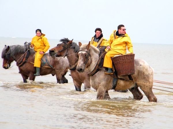 paardenvissers oostduinkerke