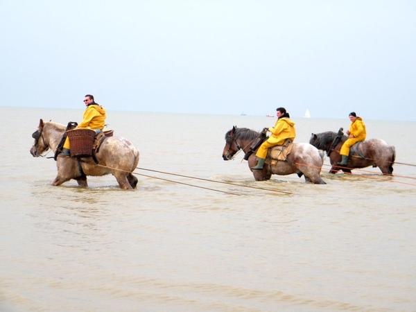 paardenvissers oostduinkerke