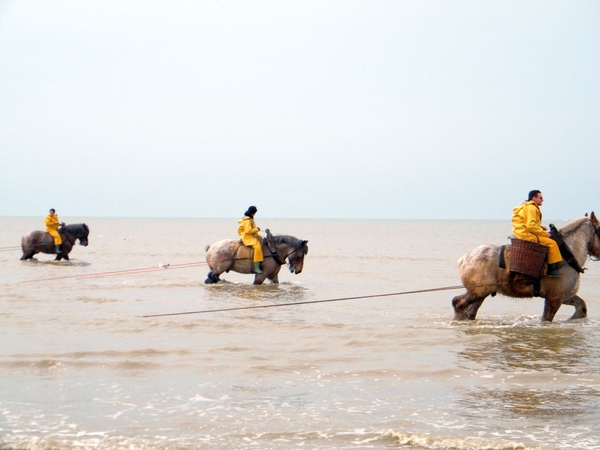 paardenvissers oostduinkerke