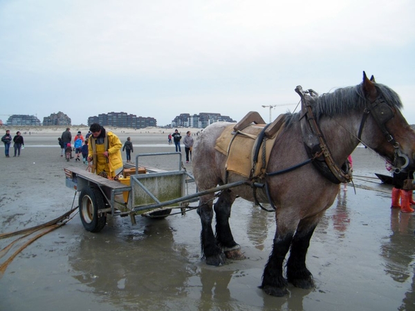 paardenvissers oostduinkerke