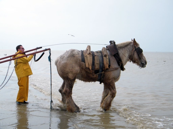 paardenvissers oostduinkerke