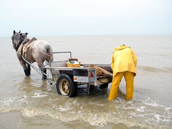 paardenvissers oostduinkerke