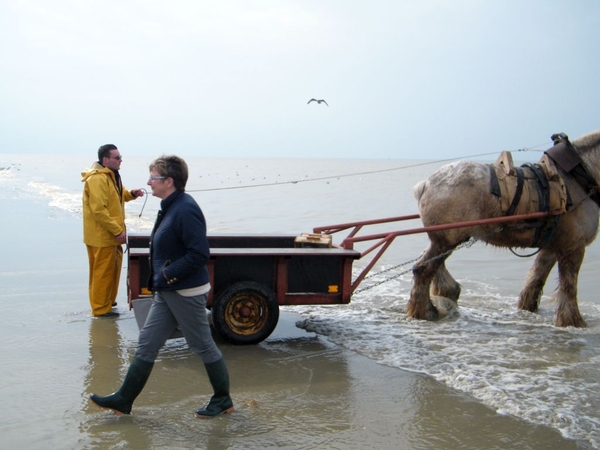 paardenvissers oostduinkerke