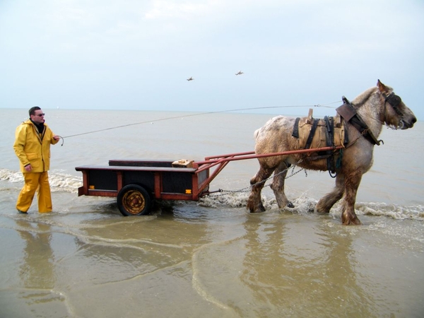 paardenvissers oostduinkerke