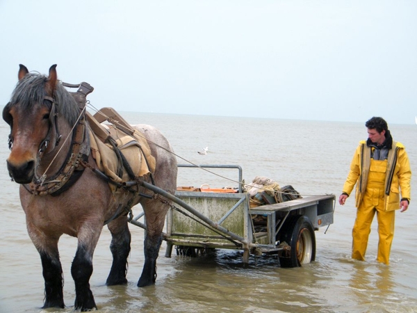 paardenvissers oostduinkerke