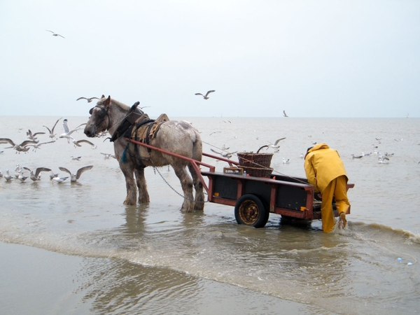 paardenvissers oostduinkerke