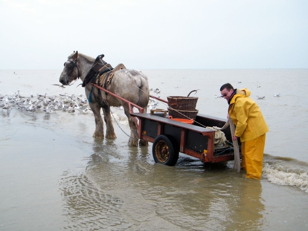 paardenvissers oostduinkerke